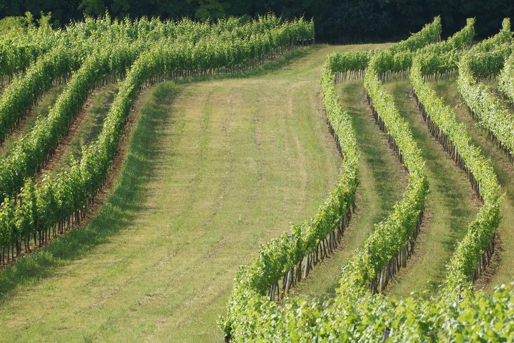 Winzerzimmer - Weingut Tinhof Eisenstadt Exteriör bild