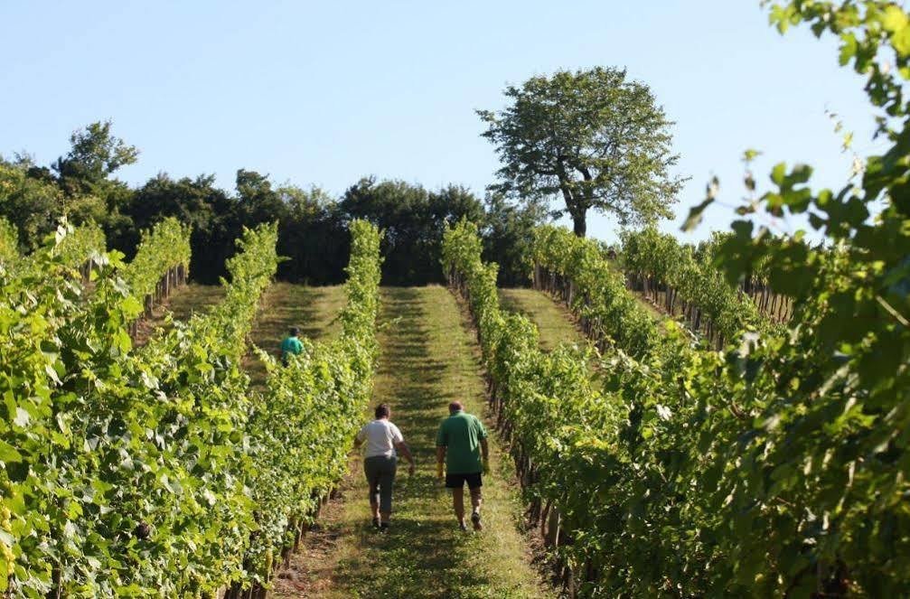 Winzerzimmer - Weingut Tinhof Eisenstadt Exteriör bild