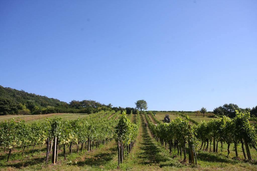 Winzerzimmer - Weingut Tinhof Eisenstadt Exteriör bild
