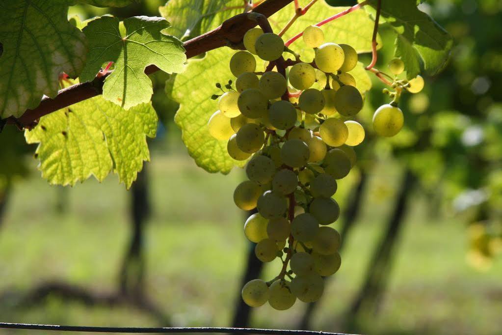 Winzerzimmer - Weingut Tinhof Eisenstadt Exteriör bild